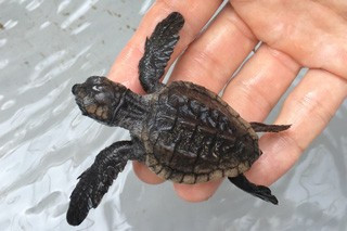 Studio Ghibli collaboration project "Sea Turtle Exhibition"