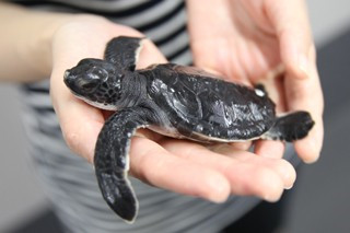 Studio Ghibli collaboration project "Sea Turtle Exhibition"