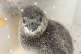 Sumida Penguin Week