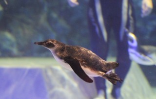 Sumida Penguin Week