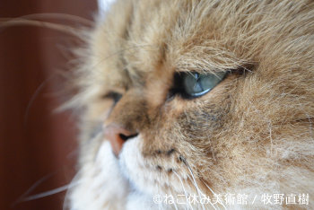 NEKO-BREAK Museum in Tokyo