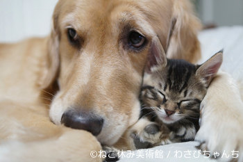 NEKO-BREAK Museum in Tokyo