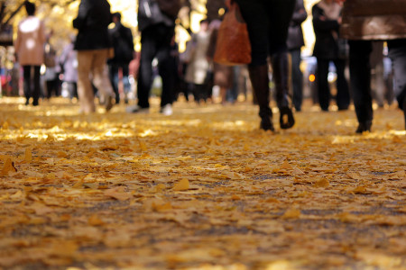 ≪Famous Autumn Foliage Spots≫ Meijijingu gaien