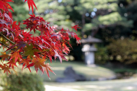 ≪Famous Autumn Foliage Spots≫ Hama-rikyu Gardens