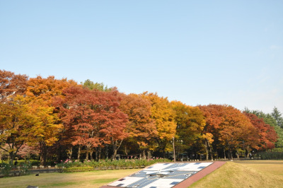 ≪Famous Autumn Foliage Spots≫ Hibiya Park