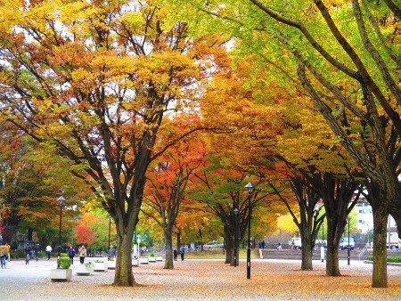 ≪Famous Autumn Foliage Spots≫ Hikarigaoka Park