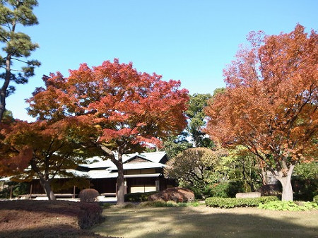 ≪Famous Autumn Foliage Spots≫ The East Gardens of the Imperial Palace