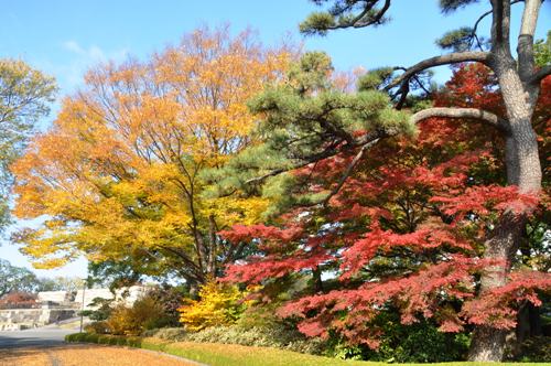 ≪Famous Autumn Foliage Spots≫ The East Gardens of the Imperial Palace