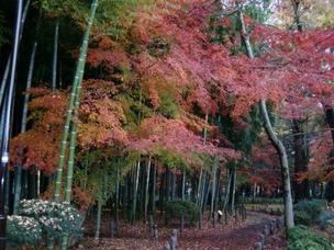 ≪Autumn Foliage Spots≫ Roka Koshun-en Park