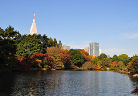 ≪Autumn Foliage Spots≫ Shinjuku Gyoen National Garden