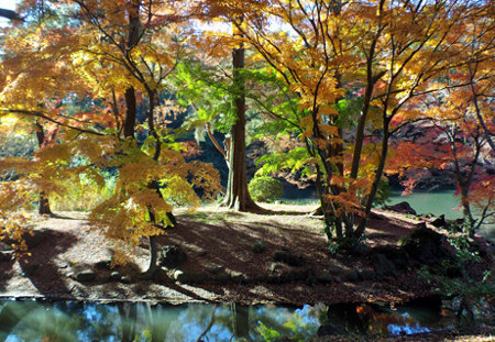 ≪Autumn Foliage Spots≫ Shinjuku Gyoen National Garden