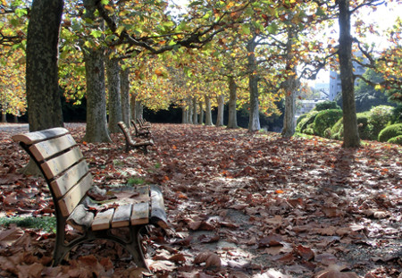 ≪Autumn Foliage Spots≫ Shinjuku Gyoen National Garden