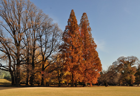 ≪Autumn Foliage Spots≫ Shinjuku Gyoen National Garden