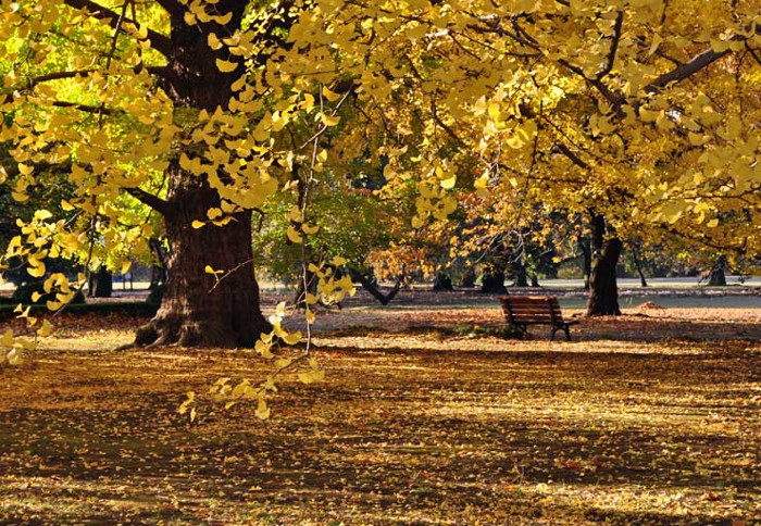 ≪Autumn Foliage Spots≫ Shinjuku Gyoen National Garden