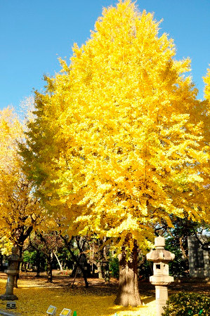 ≪Autumn Foliage Spots≫ Yasukuni Jinja Shrine