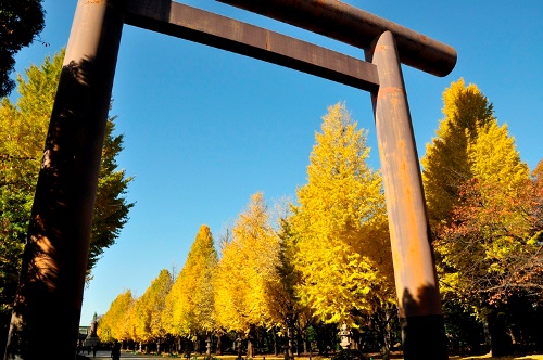 ≪Autumn Foliage Spots≫ Yasukuni Jinja Shrine