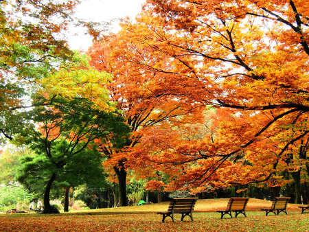 ≪Autumn Foliage Spots≫ Yoyogi Park