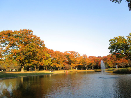 ≪Autumn Foliage Spots≫ Yoyogi Park
