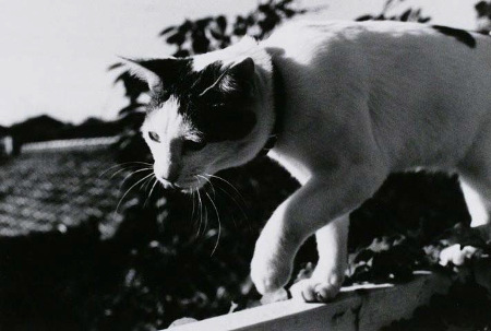 TOP Collection: Tokyo (TOKYO PHOTOGRAPHIC ART MUSEUM)