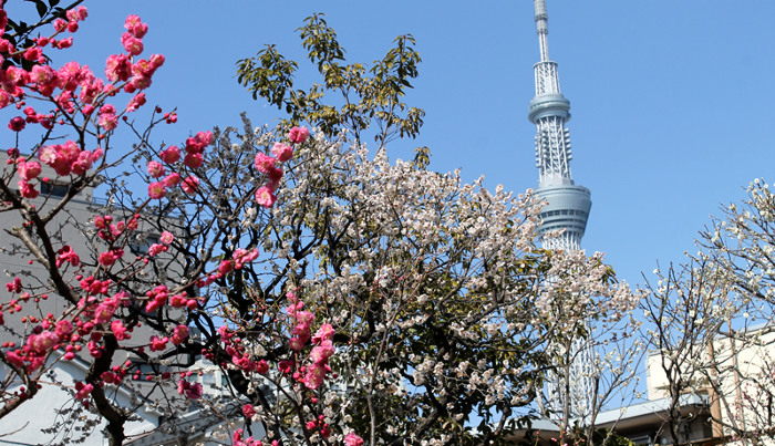 Kameido Tenjin Plum Festival