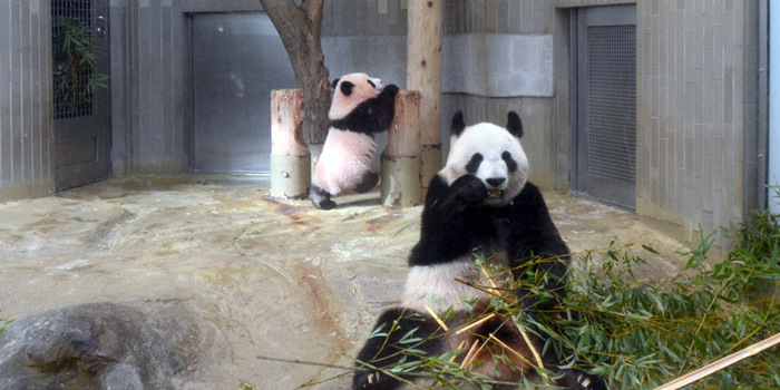 Ueno Panda